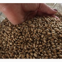 Продаємо насіння озимої пшениці I репродукції сортів Кубус, Колоніа