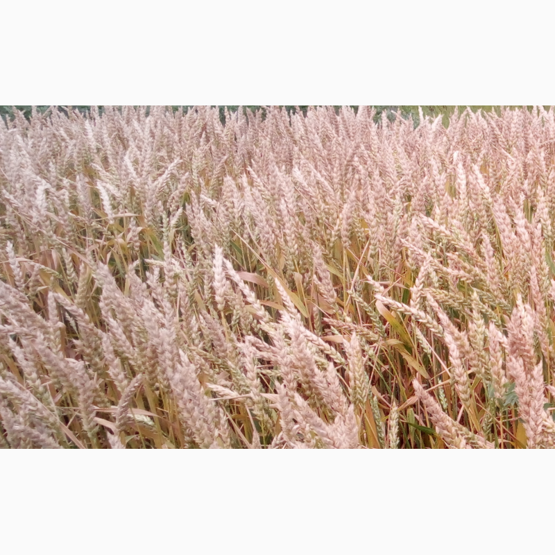 Семена высокоурожайной канадской пшеницы NOVELL
