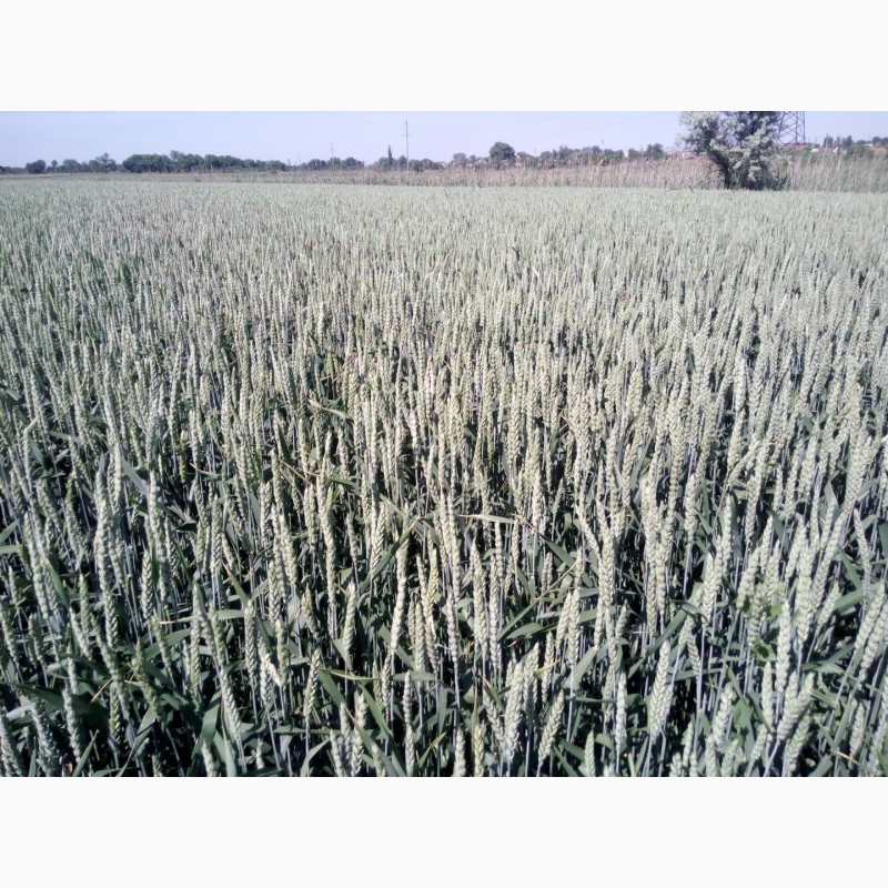 Фото 2. Семена высокоурожайной канадской пшеницы NOVELL