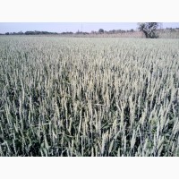 Семена высокоурожайной канадской пшеницы NOVELL