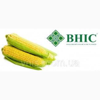 ВНІС пропонує: Насіння кукурудзи ВН 63