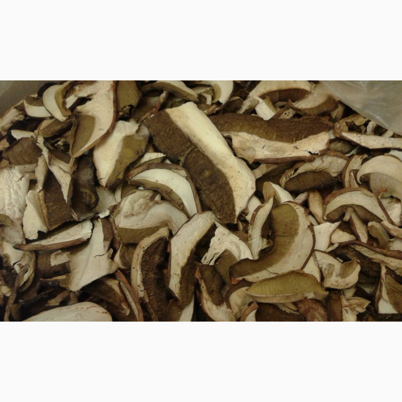 Фото 2. Куплю белый сухой гриб