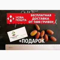 Дуб черешчатый семена (10шт) (дуб обыкновенный или английский) для саженцев насіння