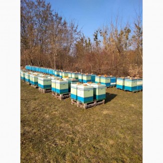 Продам бджолосімї в Рівненській обл