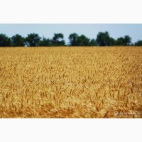 Купляємо пшеницю некондиційну, некласну великими об#039;ємами+Самовивіз
