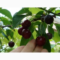 Продам саженцы вишни садовой Мореля