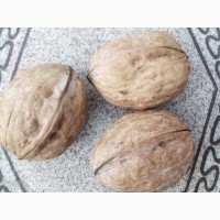 Продам однолетние саженцы грецкого ореха сорта Бомба
