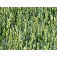 Продам семенную остистую пшеницу Краевид
