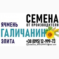 Семена ярового ячменя Галичанин, элита. Семена от производителя (опт)