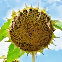 Насіння соняшника Вінченцо Преміум, Alfa Seeds