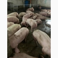 Куплю свиней живым весом от 30 голов любих категорій