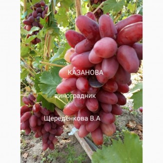 Саженец винограда Казанова