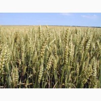 Посівний матеріал озимої пшениці Сталева 1ша реп-ція