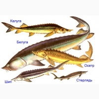 Консультация опытного рыбовода в содержании и разведению рыбы