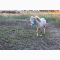 Изабелово-пегий пони, жеребец