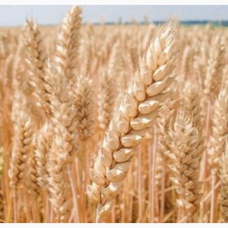 Семена пшеницы, Богдана элита 8400, Документы, Агротрейд (с.Шелестово)