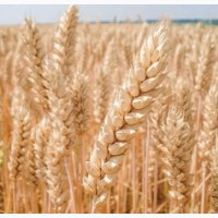 Семена пшеницы, Богдана элита 8400, Документы, Агротрейд (с.Шелестово)