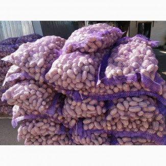 Картопля товарна, Арізона (40-55 см) дешево оптом від 20 тонн