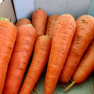 Морква з поля в мішках нафасована
