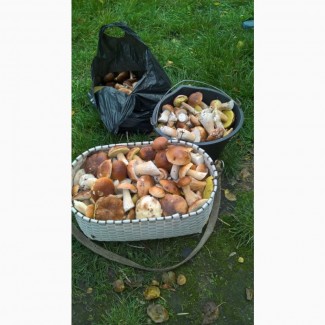 Продам белые грибы Киев