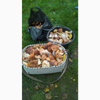 Продам белые грибы Киев