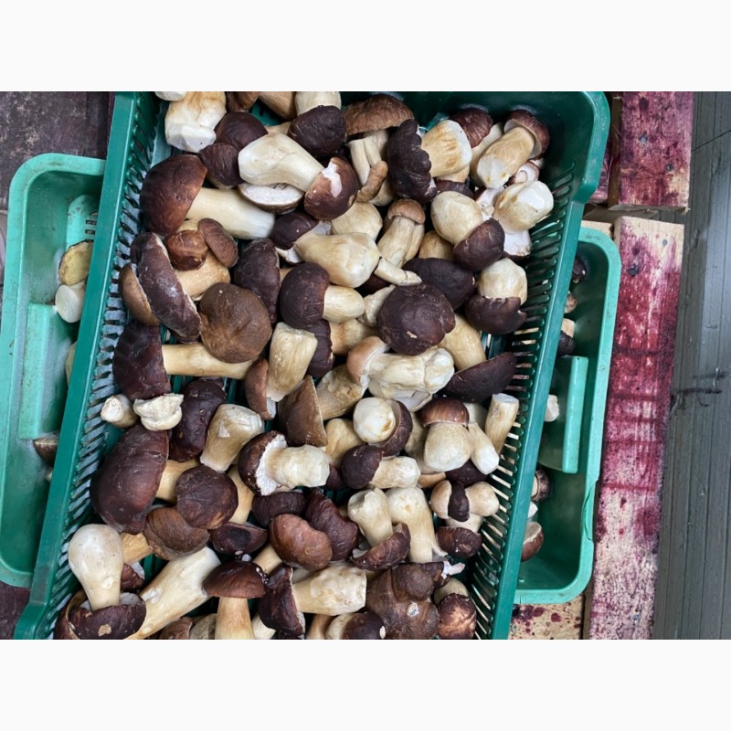 Фото 3. Продам морожені білі гриби(цілі, кубик) та мариновані білі грибочки( великі партії)