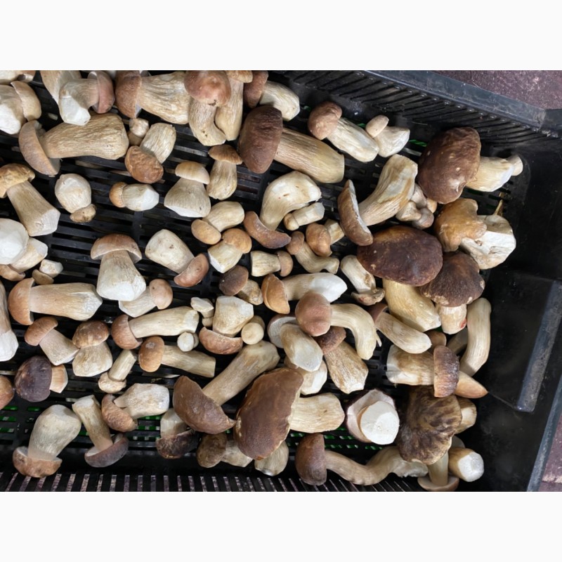 Фото 5. Продам морожені білі гриби(цілі, кубик) та мариновані білі грибочки( великі партії)