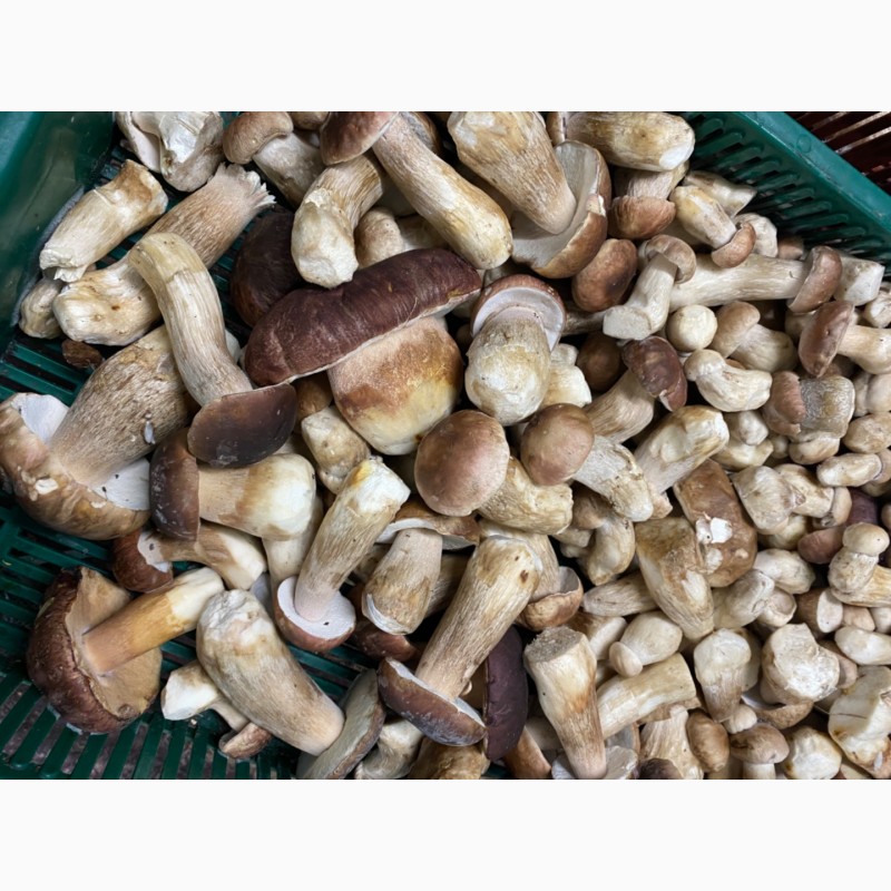 Фото 9. Продам морожені білі гриби(цілі, кубик) та мариновані білі грибочки( великі партії)