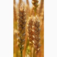 Продам посевной материал озимой пшеницы Безостая 100 (элита) Краснодарская селекция