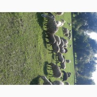 Продам вівці романівські