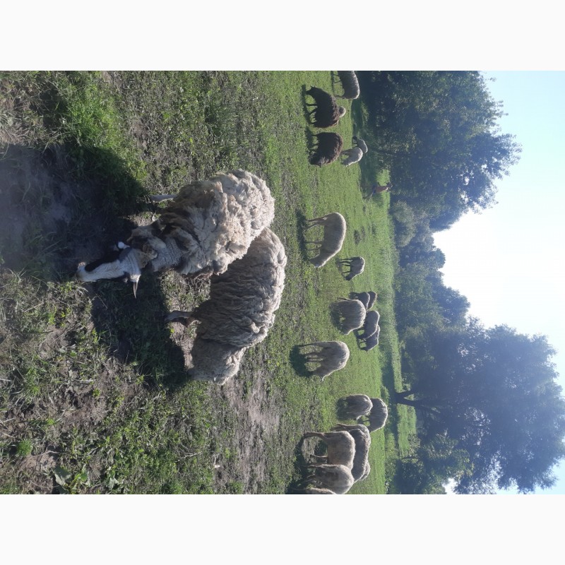 Фото 4. Продам вівці романівські