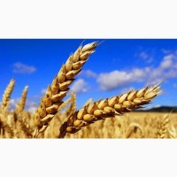 Купую пшеницю фураж