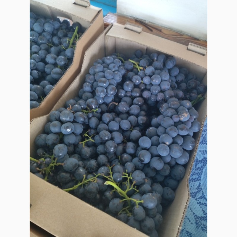 Фото 3. Продаем виноград столовых сортов