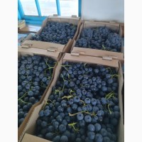 Продаем виноград столовых сортов