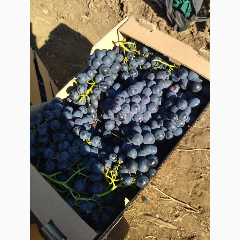 Фото 7. Продаем виноград столовых сортов