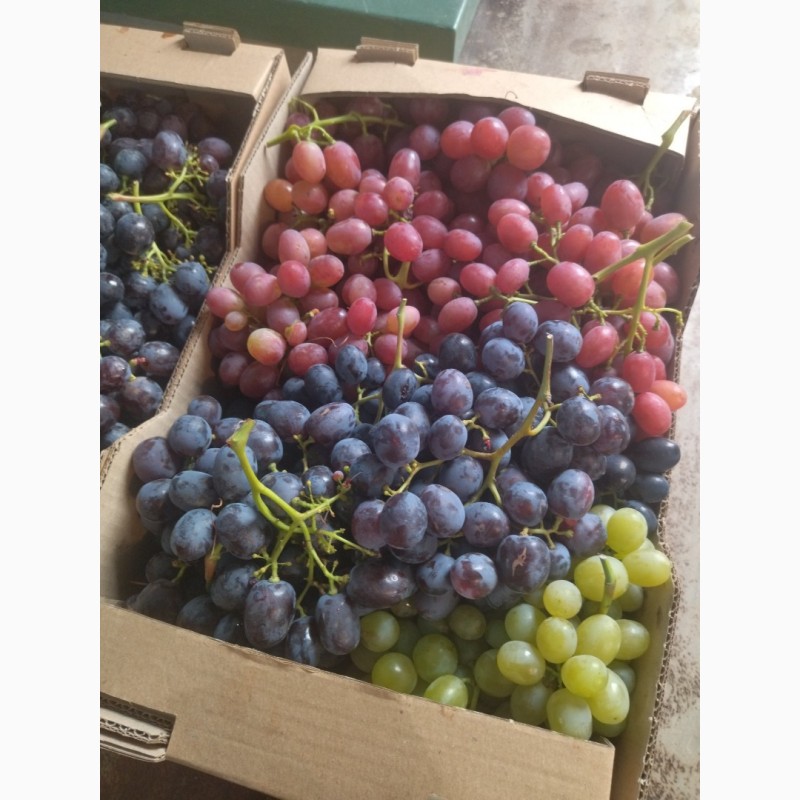 Фото 9. Продаем виноград столовых сортов