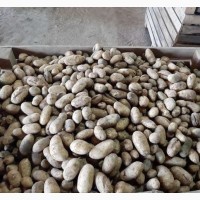 Продам нестандартну картоплю