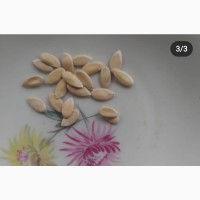 Дыня Титовка (семена 20 шт)