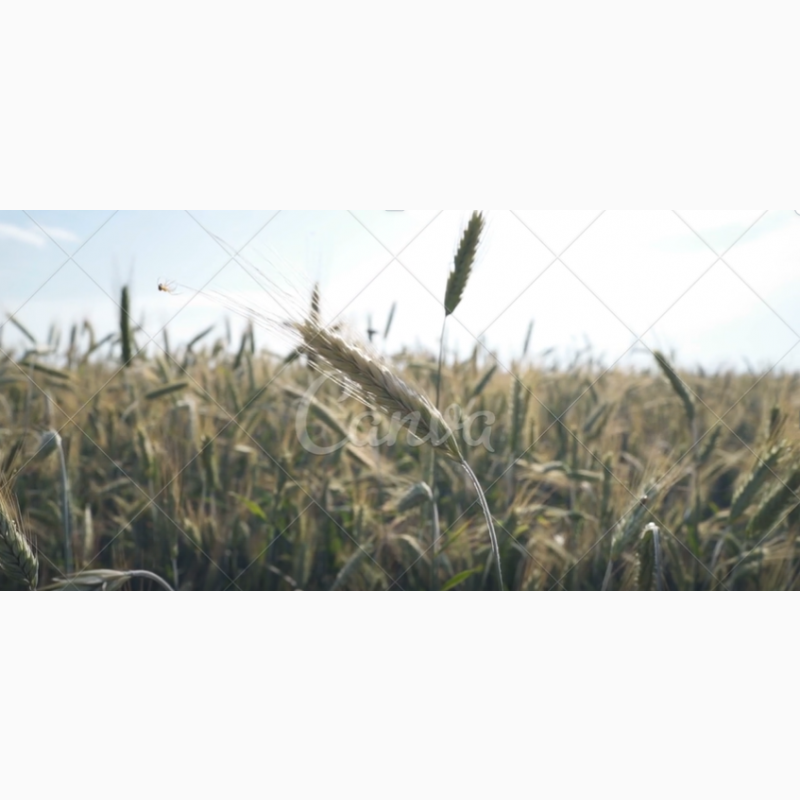 Фото 2. Продамо зерно з елеватора на умовах FCA або DDP.We offer corn, wheat, soybean grain from