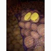 Продам картоплю сорту Пікассо з піску, чиста від 10 тон