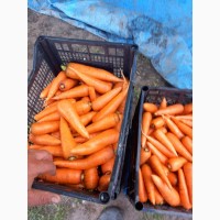 Продам моркову, сорт Абако, Дніпропетровска обл