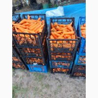 Продам моркову, сорт Абако, Дніпропетровска обл