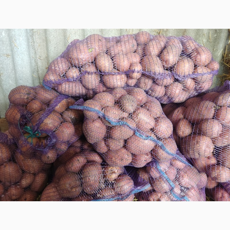 Фото 3. Продам картофельний товар, сор Белороса и Аризона