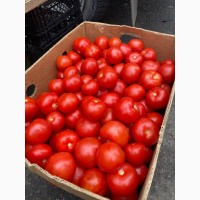 Продам смачний ароматний помідор/томат Ціна договірна