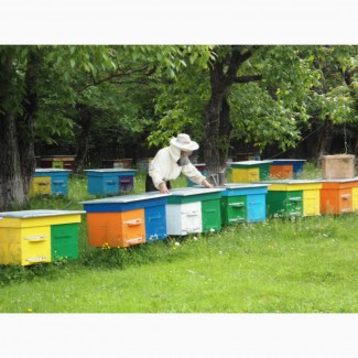 Продам бджолосім#039;ї з вуликами