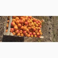 Продам качественный молдавские абрикосы