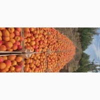 Продам качественный молдавские абрикосы