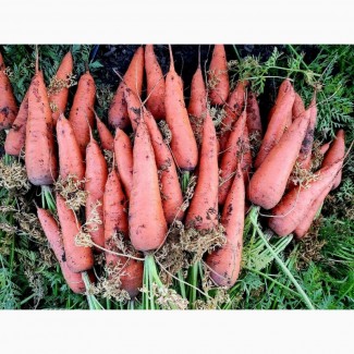 Продам моркву сорт Абразо
