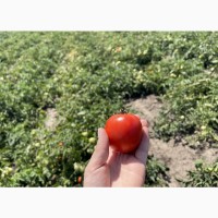 Продаються помідори оптом (урожай 2024)