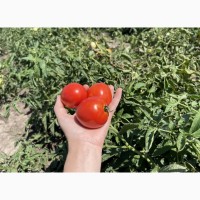 Продаються помідори оптом (урожай 2024)
